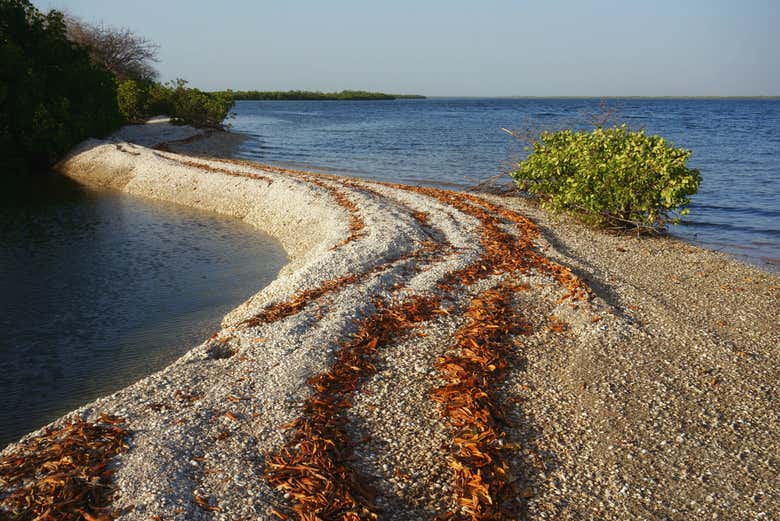 Saloum Delta