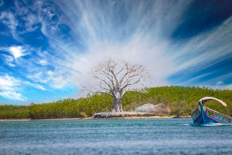Mangroves of the Salum Delta islands