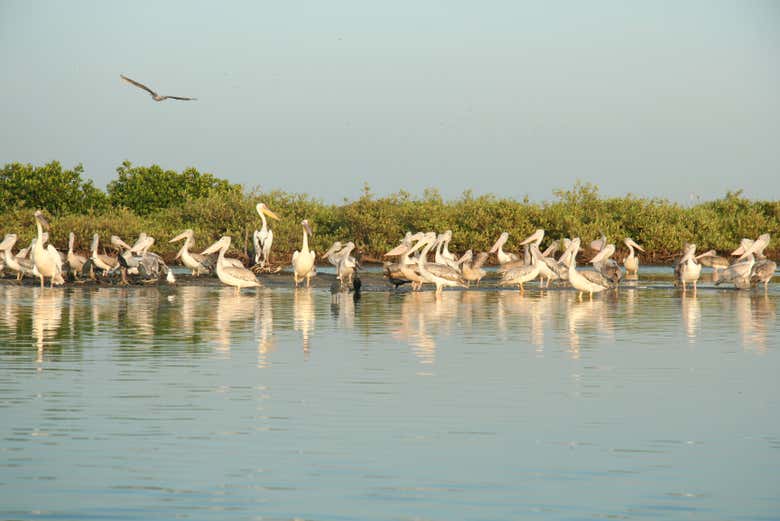 Bird watching at the Salum Delta