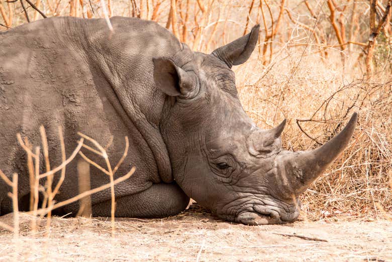 A rhino in the Bandia reserve