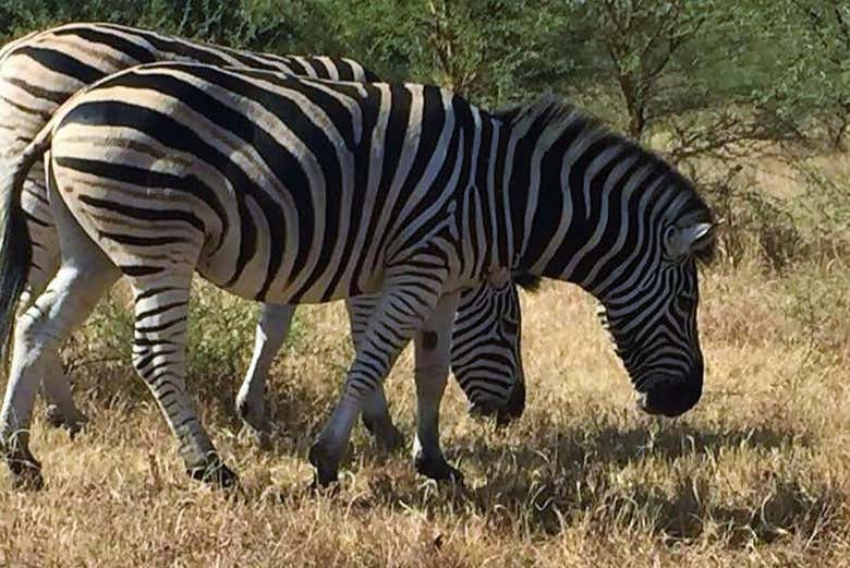 Bandia Safari Reserve