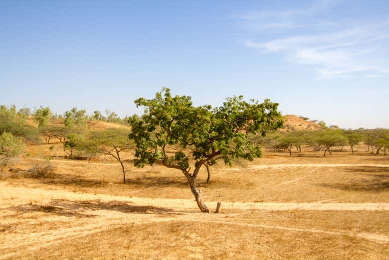 Landscapes of the Lompoul Desert