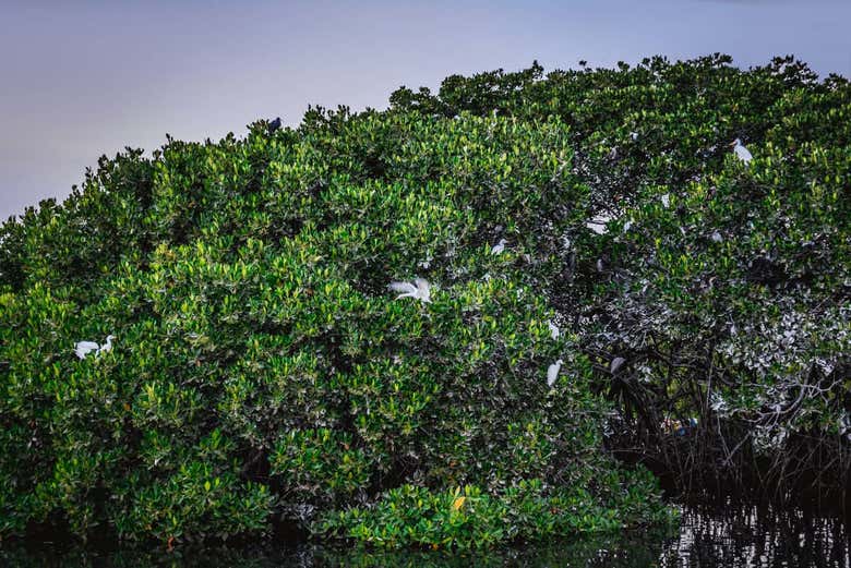 Birds in the Saloum Delta