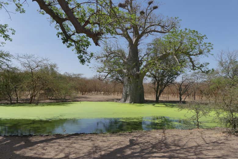 A baobab tree