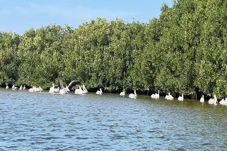 Pelicanos en los manglares del Saloum