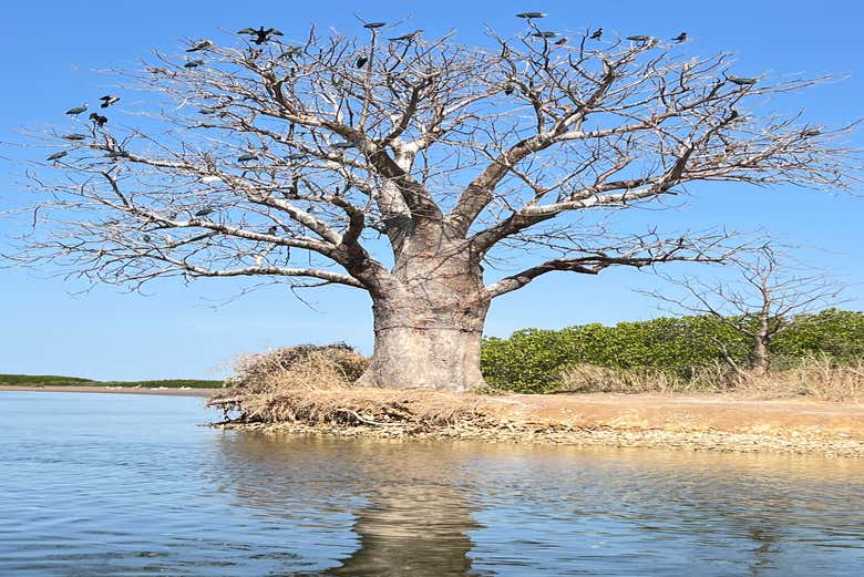Baobab a orillas del Saloum