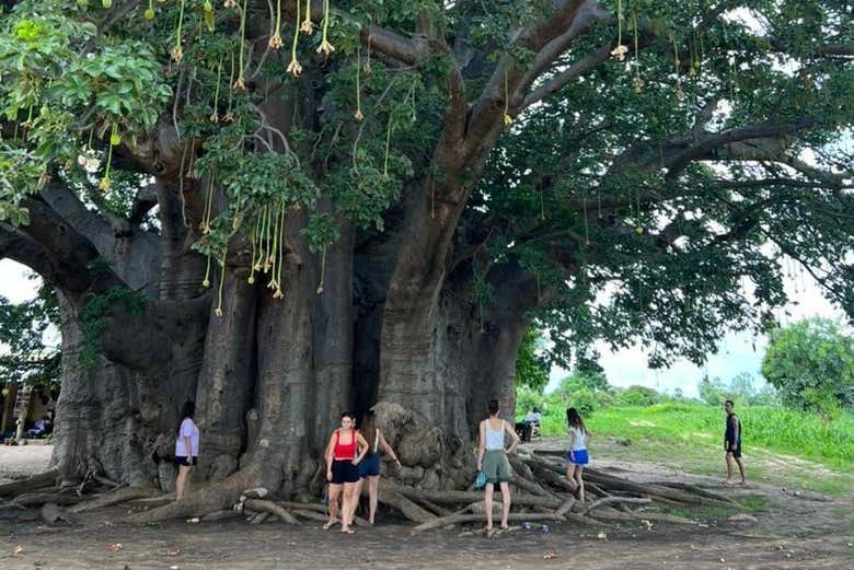 Admire the Great Baobab Tree
