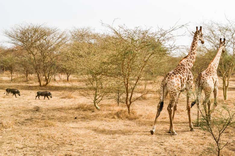 Giraffes in Bandia Nature Reserve