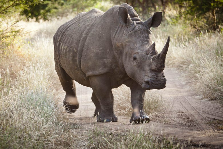 Rhinocéros dans la réserve de Bandia