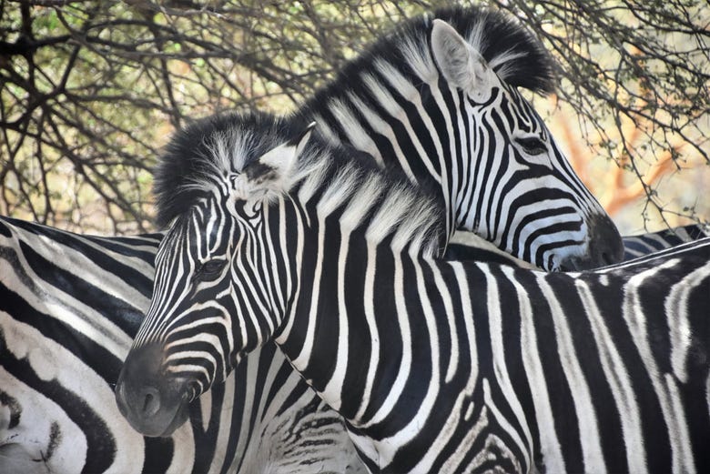 Zebre nella Riserva di Bandia