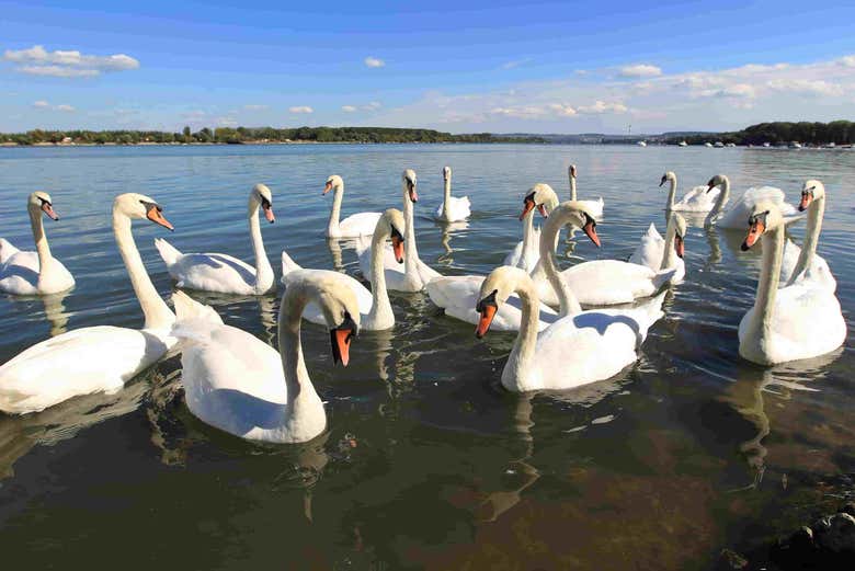 Cisnes en el río Danubio