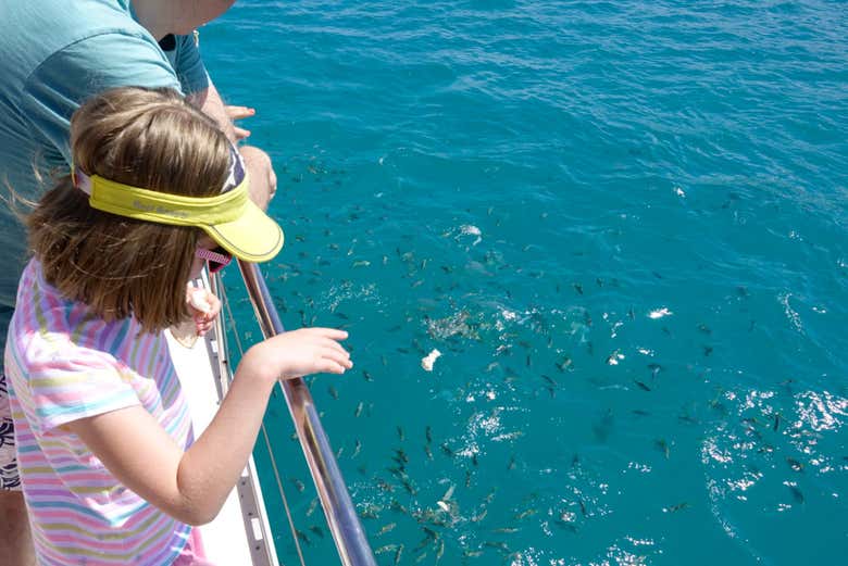 Dando de comer a os peixes