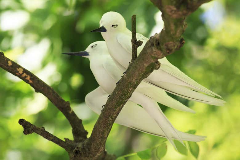 Charrán blanco en Cousin