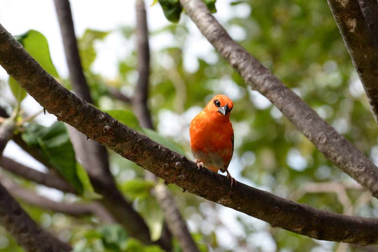 Aves endémicas