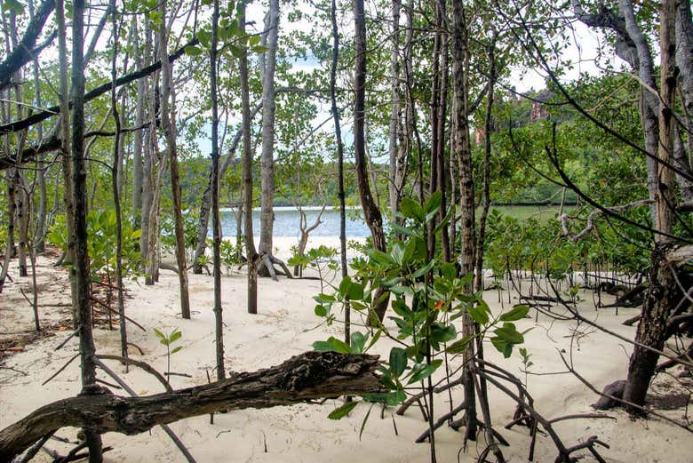 Manglares de Curieuse