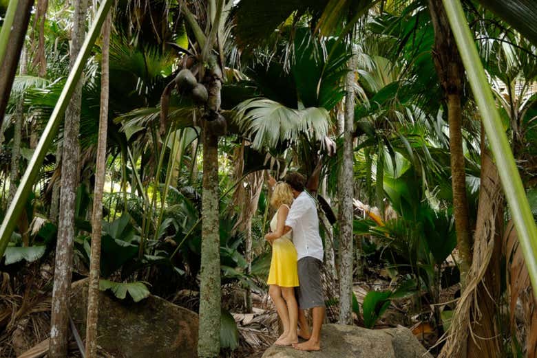 Passeando pelo palmeiral da ilha