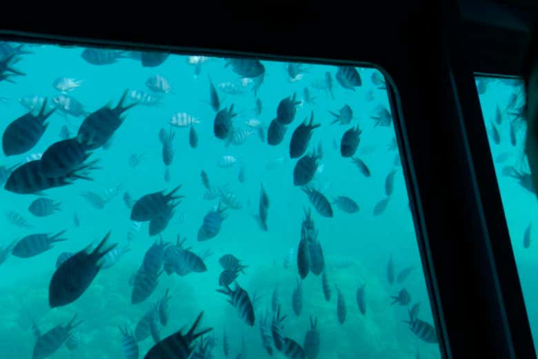 Observando os peixes no barco com fundo de vidro