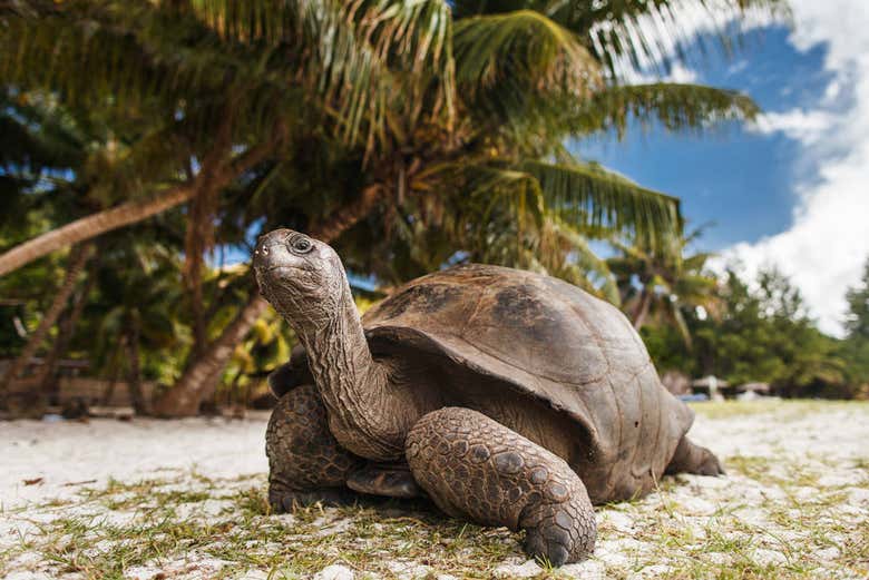 Tortuga gigante en Curieuse