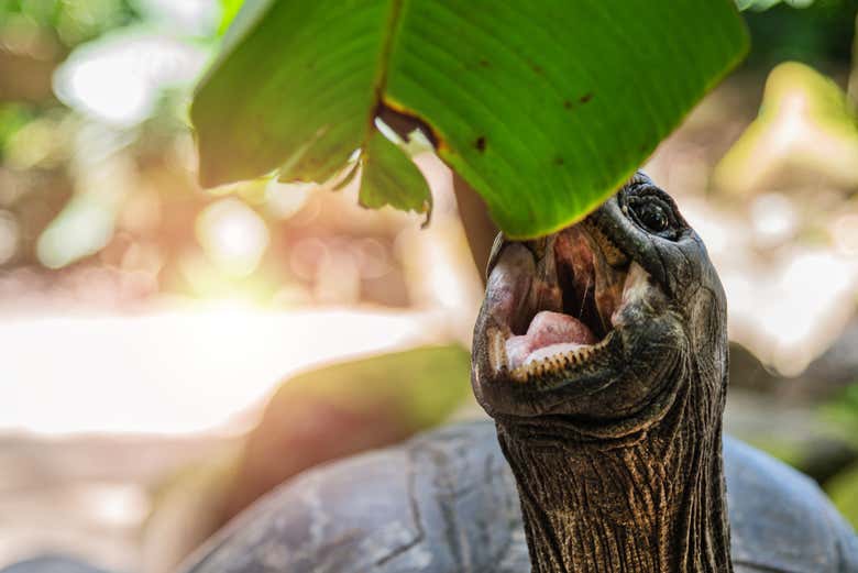 Una tortuga en el Jardín Botánico