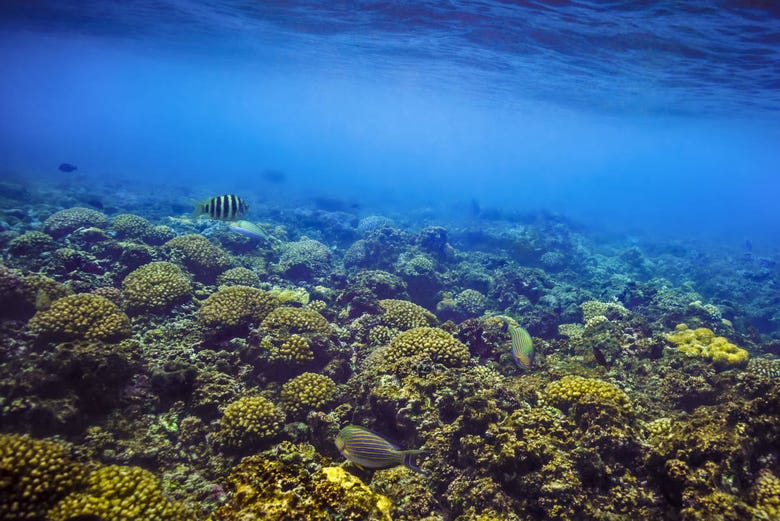 Recife de corais na ilha Felicité