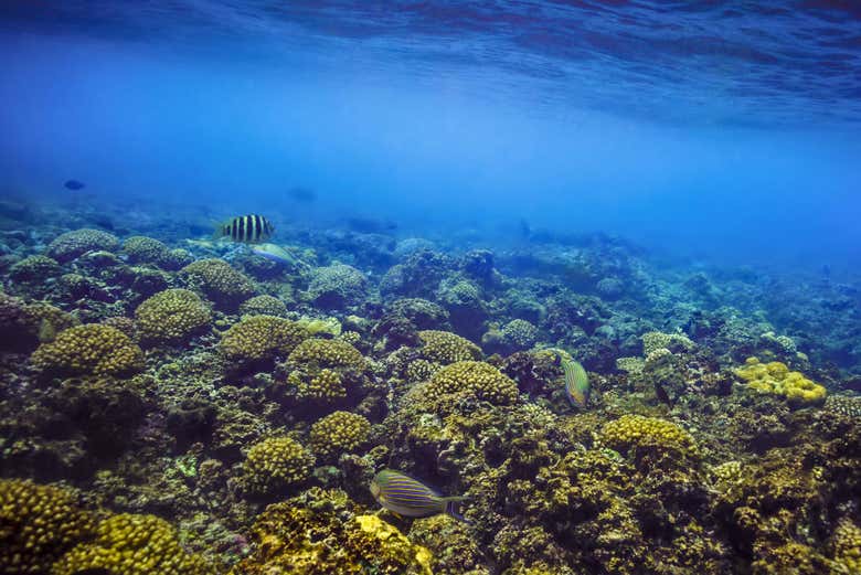 Arrecife de coral en la isla Felicité