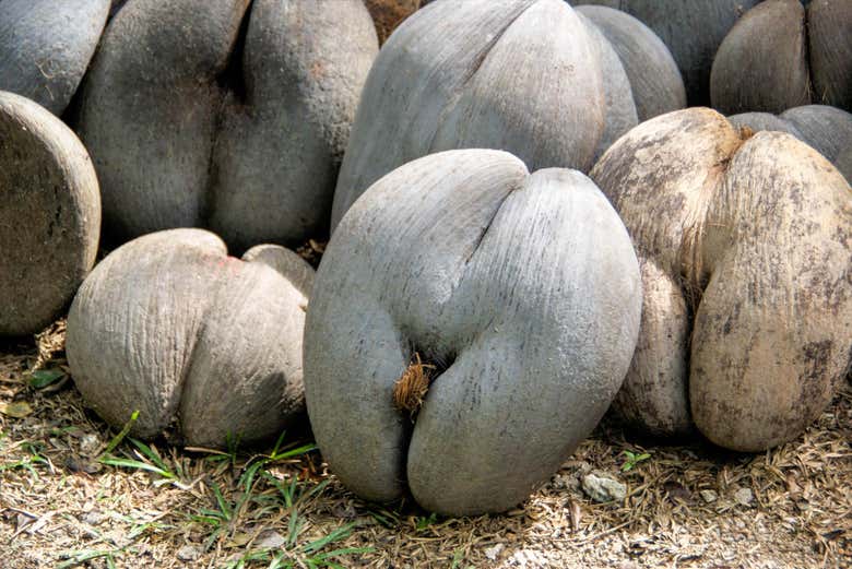 Cocos de mar