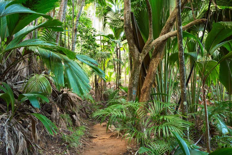 Anse Lazio y Reserva Natural del Valle de Mai desde Praslin