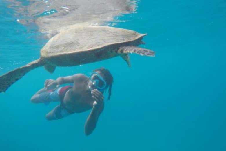 Tortuga marina en la isla Coco