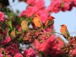 Aves tropicais