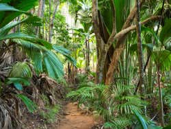 Bosque del Vallée de Mai