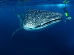 Tiburón ballena