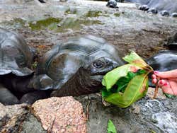 Tartaruga-gigante de Seychelles