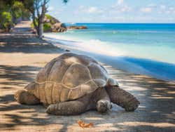 Tortuga gigante en la playa