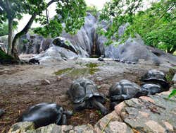 Tartaruga-gigante de Seychelles