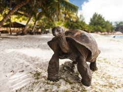 Tartaruga gigante nas Seychelles