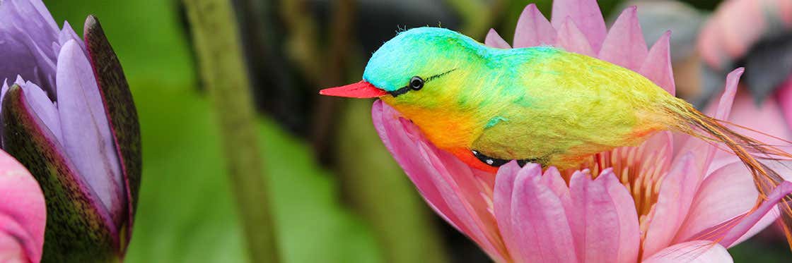 Avistamento de aves