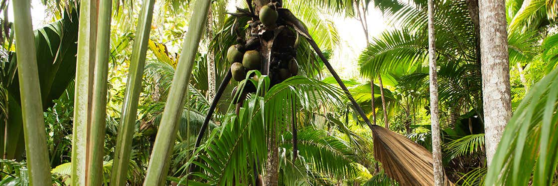 Coco de Mer