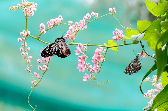 Billet pour le Butterfly Park & Insect Kingdom