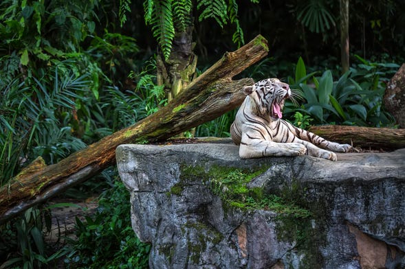 Excursion au Zoo de Singapour
