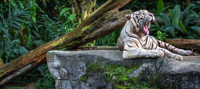 Excursion au Zoo de Singapour
