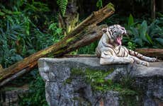 Excursion au Zoo de Singapour