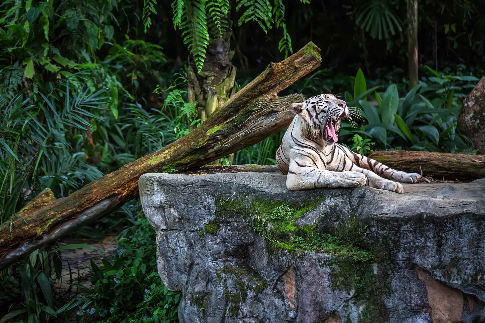Excursión al Zoo de Singapur