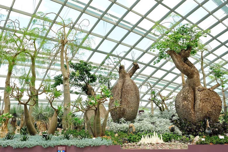Una curiosa specie di baobab di Singapore