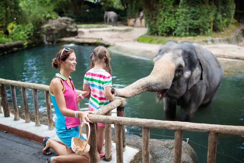 Éléphant au Zoo de Singapour