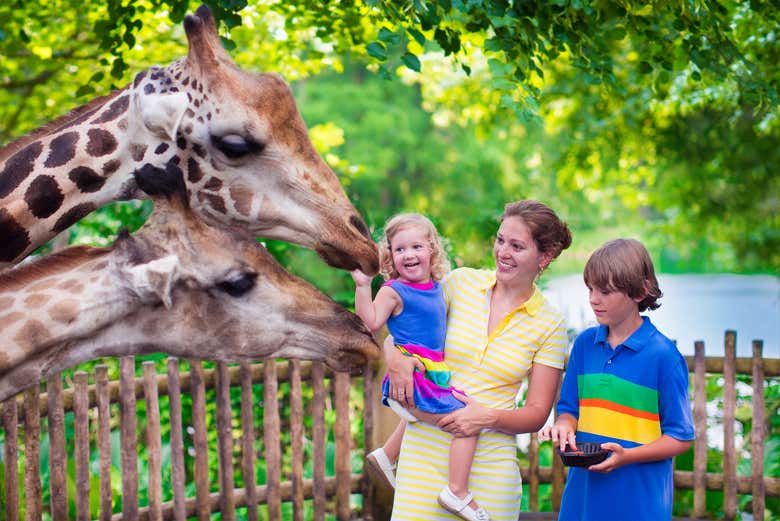 Girafes au zoo de Singapour
