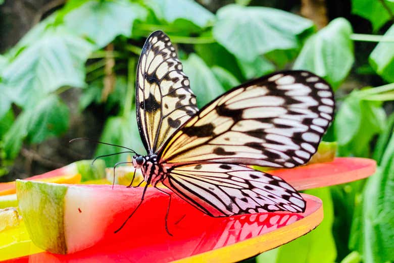Mariposa en Butterfly Park & Insect Kingdom