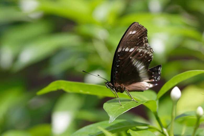 Papillon au Butterfly Park 