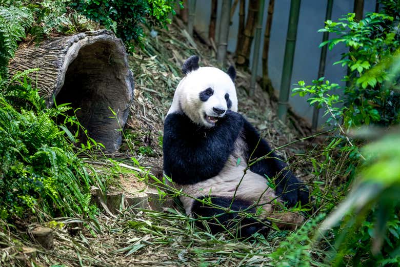 Panda au Zoo de Singapour