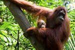 Spotting orangutans