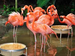 Jurong Bird Park, flamencos